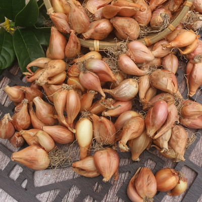 正宗小香葱新鲜蔬菜批发四季红葱头自家种植豆芽大小季节性惠农直