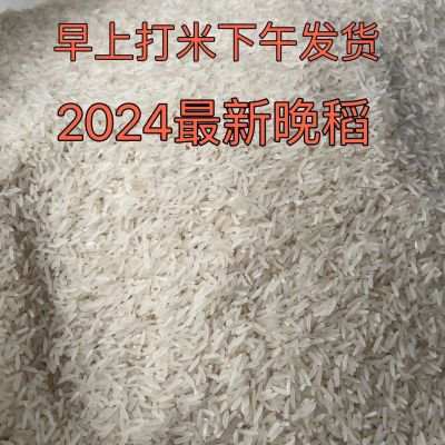 【2024晚稻抢先试吃】新收割猫牙香农家米乡下米