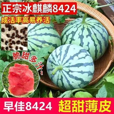 早佳8424麒麟西瓜早熟薄皮超甜冰糖麒麟瓜新鲜水果少籽易活西瓜