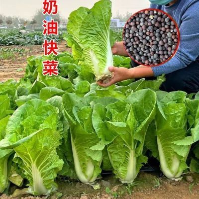 奶油快菜四季蔬菜奶油白菜小白菜大白菜农家自种新鲜火锅青菜包邮