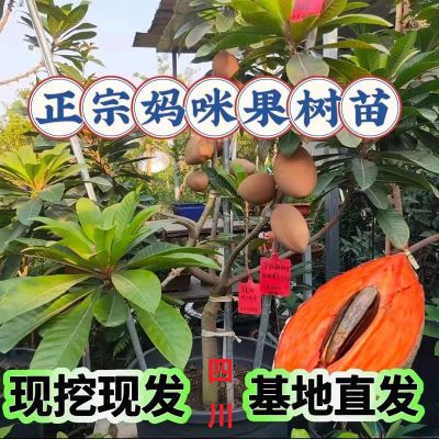 热卖新品种加纳妈咪果树苗全国南北方均可种植超大果实盆栽精品