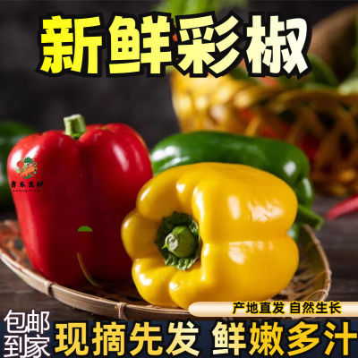 【五彩椒】山东五彩椒甜椒圆椒太空椒市子椒生吃凉拌减脂灯笼椒