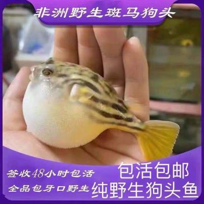 凶猛淡水鱼无毒皇冠便宜小鱼桌面小宠物超大号霸气毛毛狗头鱼河豚