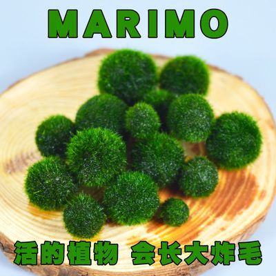 Marimo海藻球微景观桌面鲜活水培植物小宠物绿球藻营养液鱼缸造景