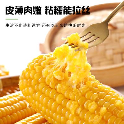 东北黄糯玉米 到手10支