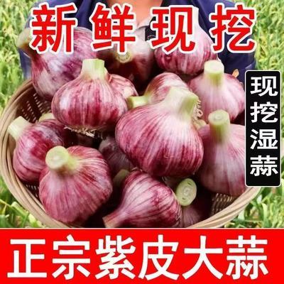 2025新鲜紫皮大蒜鲜蒜农家自种湿蒜泡糖醋蒜专用特大红皮鲜蒜种子