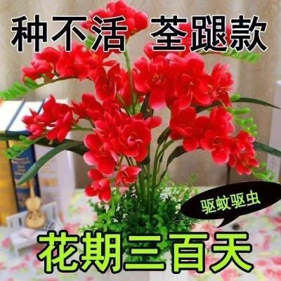 【十里飘香】懒人新品清香玉球根兰花盆栽花卉大全耐寒四季开花
