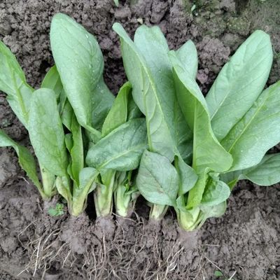 广东甜麦菜苗正宗高州圆叶甜麦菜苗新鲜蔬菜容易种现拔带泥发货