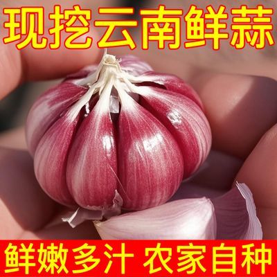 正宗云南紫皮大蒜】2025新鲜大蒜湿蒜多瓣蒜腊八蒜糖醋红皮蒜批发