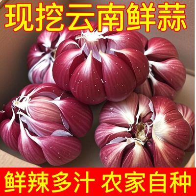 正宗云南紫皮大蒜】2025新鲜大蒜湿蒜多瓣蒜腊八蒜糖醋红皮蒜批发