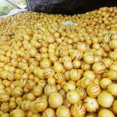 【圆果宝宝果】云南石林人生果黄圆果新鲜应季孕妇低糖七彩水果