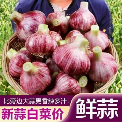 【鲜蒜无农残】安全农家紫白皮多瓣鲜蒜大蒜头当季非独头湿包邮