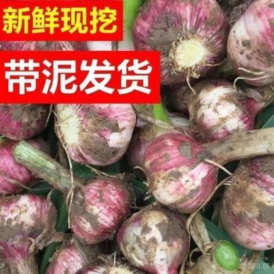 【现挖湿蒜】2025年新鲜红皮鲜蒜紫皮大蒜蒜种糖蒜醋蒜腊八蒜腌制