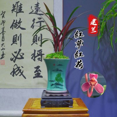 名贵四季兰花苗【红草红荷】精品盆栽室内花卉建兰带红苗