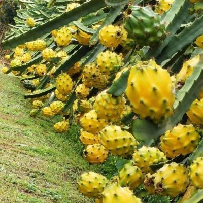 麒麟燕窝果整箱新鲜热带水果黄色火龙果当季孕妇整箱批发包邮