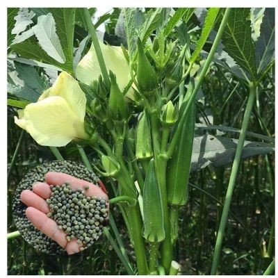 水果秋葵不易老黄秋葵可生吃的奶油秋葵农家种植新鲜时令蔬菜包邮