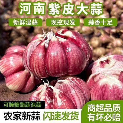 【回头率高】2025河南紫皮大蒜红皮香蒜蒜瓣大蒜头干批发价湿蒜