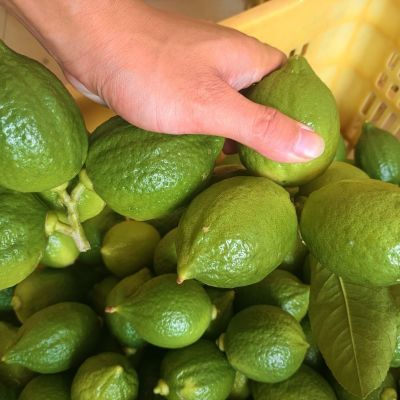 广东一级无籽香水柠檬奶茶正宗爆香新鲜二级柠檬茶现摘专用直发