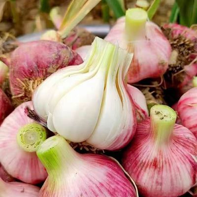 2025新鲜大蒜大蒜湿蒜批发现挖腌制糖醋农家腊八红皮鲜蒜