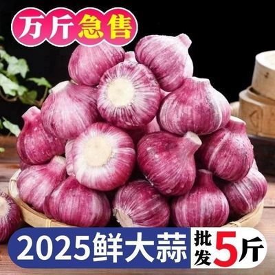 2025年新鲜紫皮大蒜新鲜可腌制糖醋蒜现挖现发大蒜特级买菜特大号