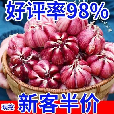 2025新紫皮大蒜新鲜大蒜头现挖湿蒜泡蒜腌蒜糖醋蒜腊八蒜红皮鲜蒜