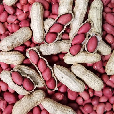 红皮花生米带壳生新鲜货2025年晒干花生批发价