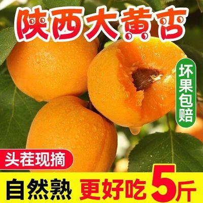 现货陕西金太阳大黄杏子酸甜当季新鲜水果红杏孕妇整箱包邮批发5