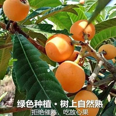 枇杷时令水果当季枇杷新鲜孕妇送礼水果枇杷【7天内发货】