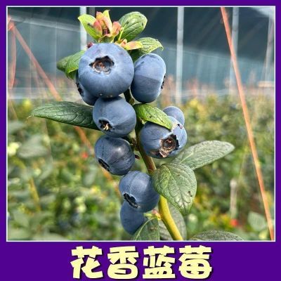 优瑞卡云南蓝莓新鲜现摘护眼孕妇宝宝当季水果鲜果