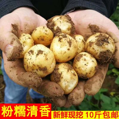 恩施现挖黄心富硒小土豆批发新鲜大土豆粉糯面迷你马铃薯洋芋蔬菜优惠商品图片