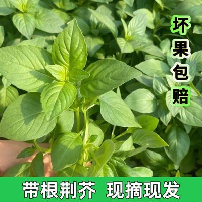 河南原生态现摘大叶荆芥天然带根直供农家种植