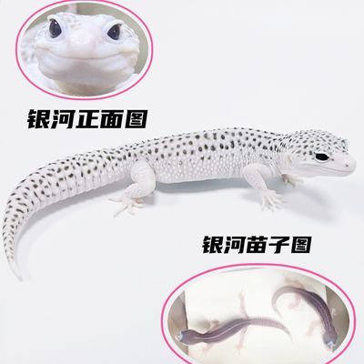 豹纹守宫瑕疵个体【豹纹守宫 成体 苗子 压成】