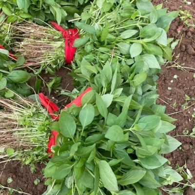 河南周口农家自种大叶荆芥现摘现发新鲜带根蔬菜批发