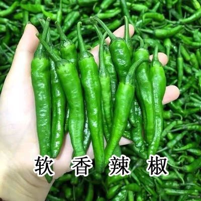 新鲜樟树软皮小辣椒现摘中大果中辣香辣新鲜辣椒农家批发擂辣椒