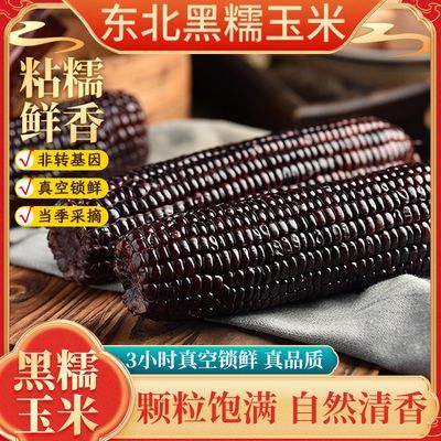 【10根*250g/根】正宗黑糯玉米吉林甜糯非转基因真空装10根整箱