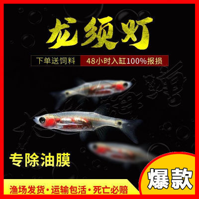 热带除油膜灯科鱼组合装小型迷你除油膜龙须灯套餐鱼观赏鱼吃虫子
