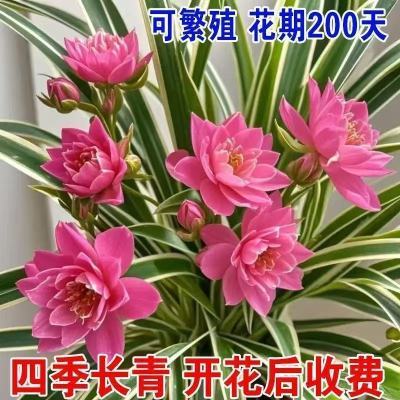 【驱蚊花新品】浓香型重瓣大花金边吊兰绿植四季开花盆栽净化空气