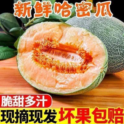 【海南直发】正宗海南沙地蜜瓜哈蜜瓜非新疆清园降价整箱批发