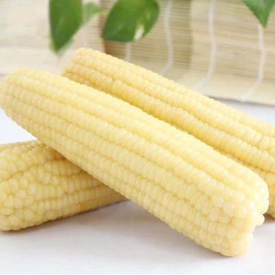 东北白糯玉米粗粮代餐新鲜甜糯独立包装整箱黏苞米