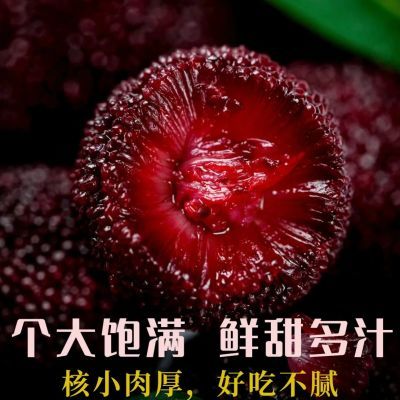 鲜果杨梅福建硬丝杨梅现摘发货酸甜现发孕妇水果新鲜水果整箱包邮