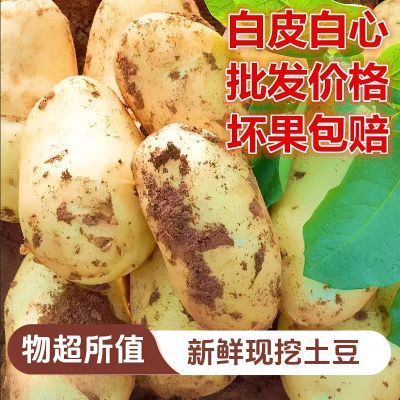 正宗白心土豆甘肃定西新鲜现挖白心土豆老品种洋芋马铃薯便宜沙面