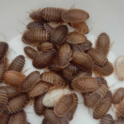 杜比亚活虫鬃狮蜥幼体繁殖蜥蜴活体营养龙鱼守宫变色龙活饲料便宜优惠商品图片