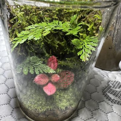 |送4只辣椒蟹|苔藓微景观生态瓶成品发货生态瓶学生版养不死