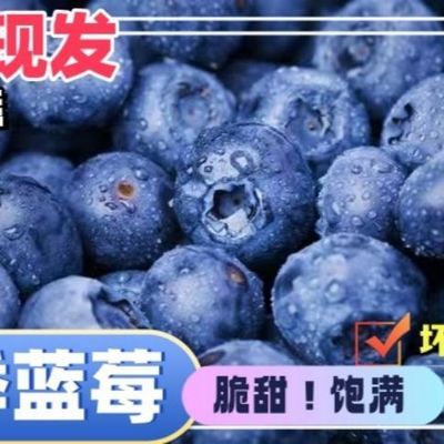 【现摘现发】花香蓝莓新鲜现摘鲜果当季现摘现发新鲜蓝莓