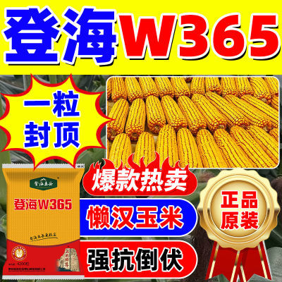 ڲǺW365Ӵȫ߲˫˿Ʒ84.9Ԫ