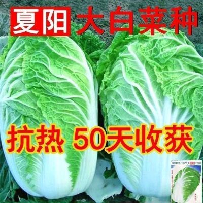 夏阳白菜正品超耐热夏阳大白菜种子夏季抗热耐高温正宗早熟50天菜