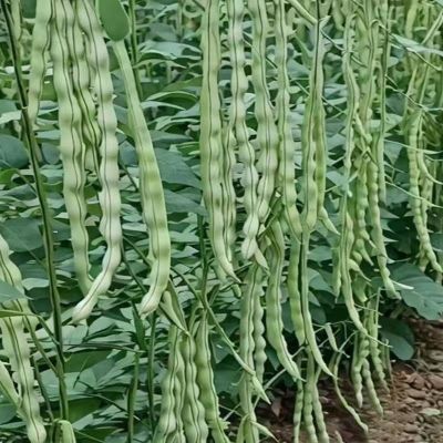摘不败特嫩97-5架豆种子无筋高产九粒白芸豆种子春秋播白不老芸豆
