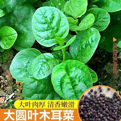 大圆叶木耳菜爬藤木耳菜新鲜农家自种豆腐菜大叶木耳菜凉拌青菜