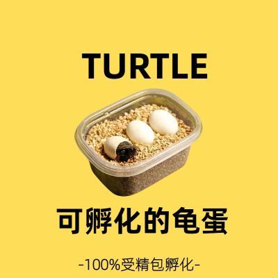 可孵化乌龟蛋中华草龟墨龟巴西龟宠物蛋受精蛋可孵化小乌龟蛋花龟