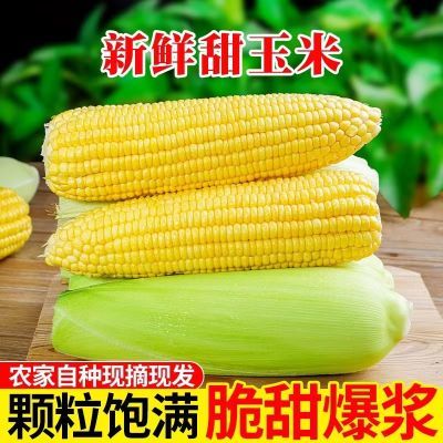 万户之农现摘水果玉米新鲜甜玉米带壳棒子带皮苞米2.7-5斤整箱